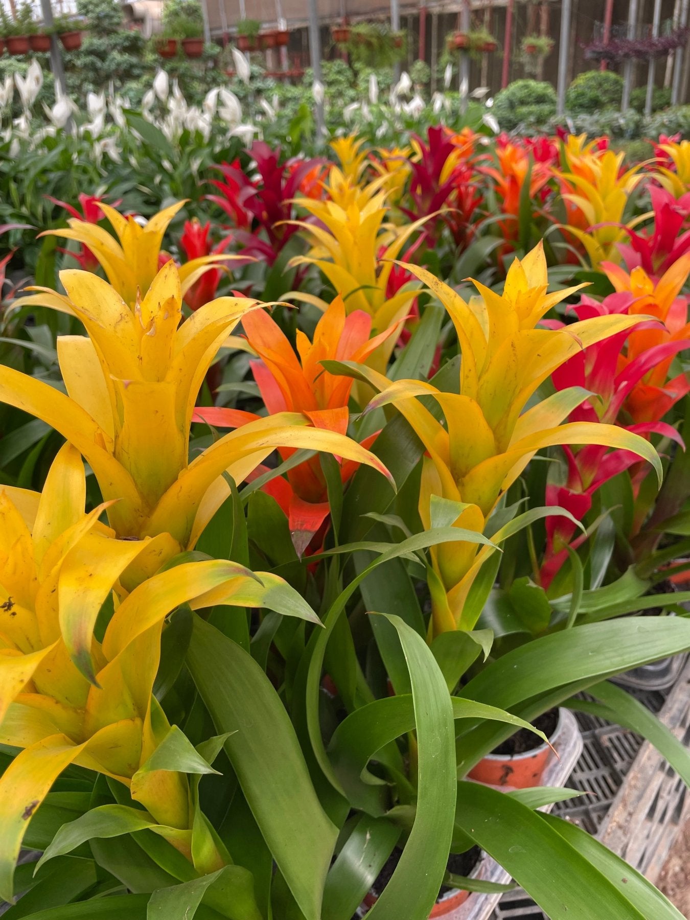 Guzmania - جوزمانيا - Green Mist