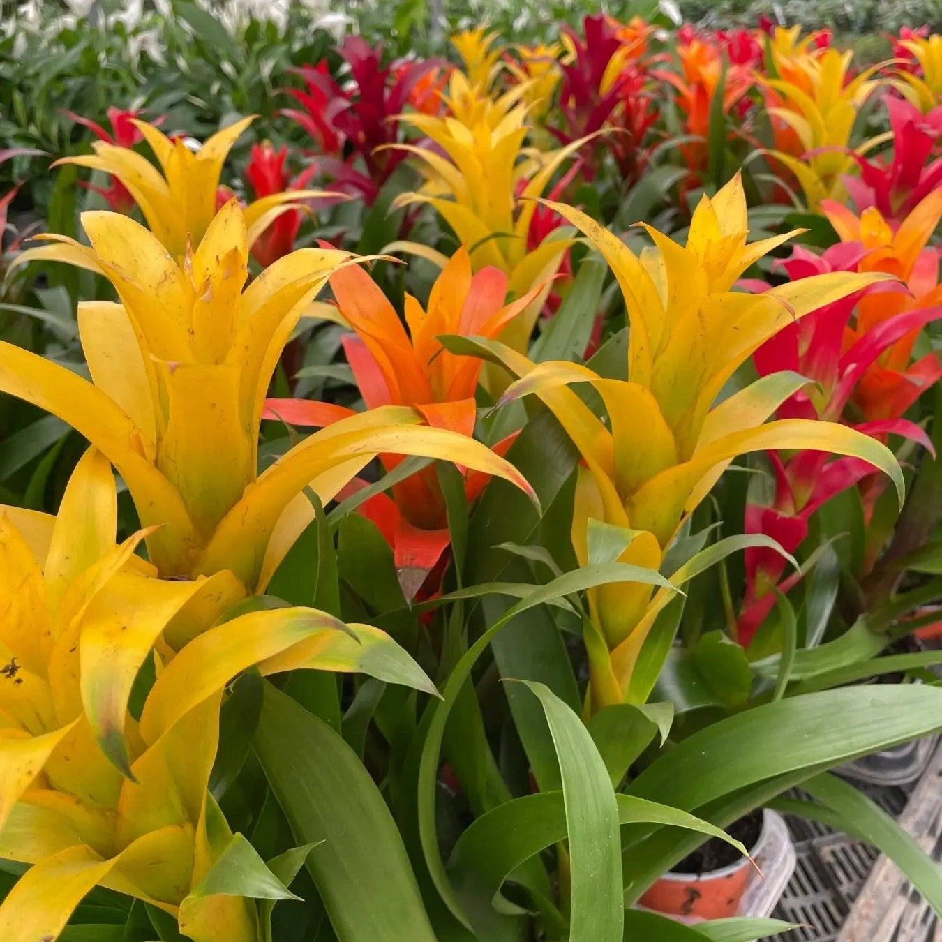 Guzmania - جوزمانيا - Green Mist