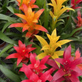 Guzmania - جوزمانيا - Green Mist