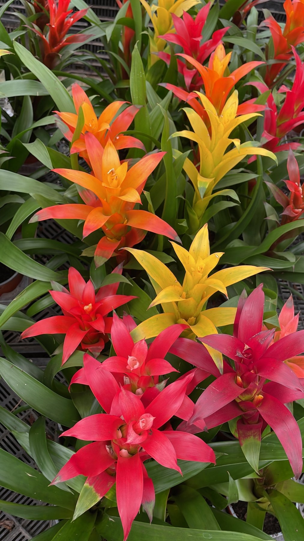 Guzmania - جوزمانيا - Green Mist