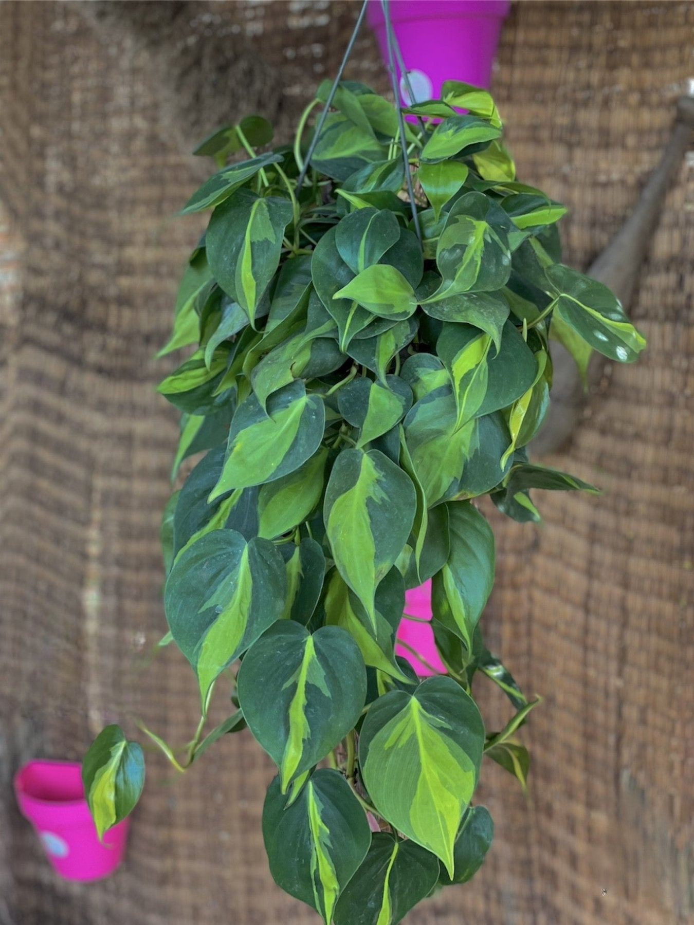 Heartleaf - سكاندس - Green Mist