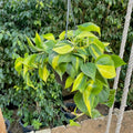 Heartleaf - سكاندس - Green Mist