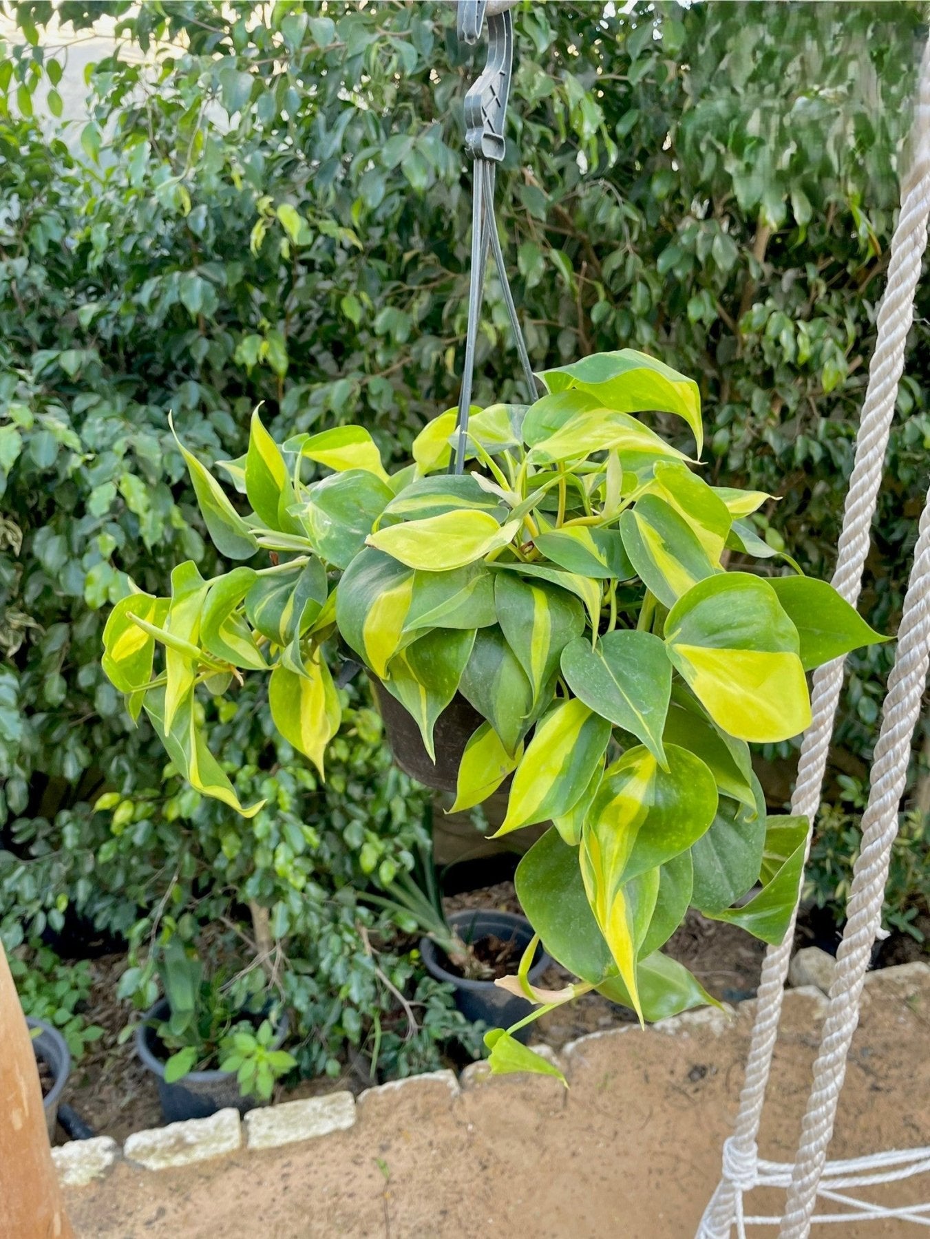 Heartleaf - سكاندس - Green Mist