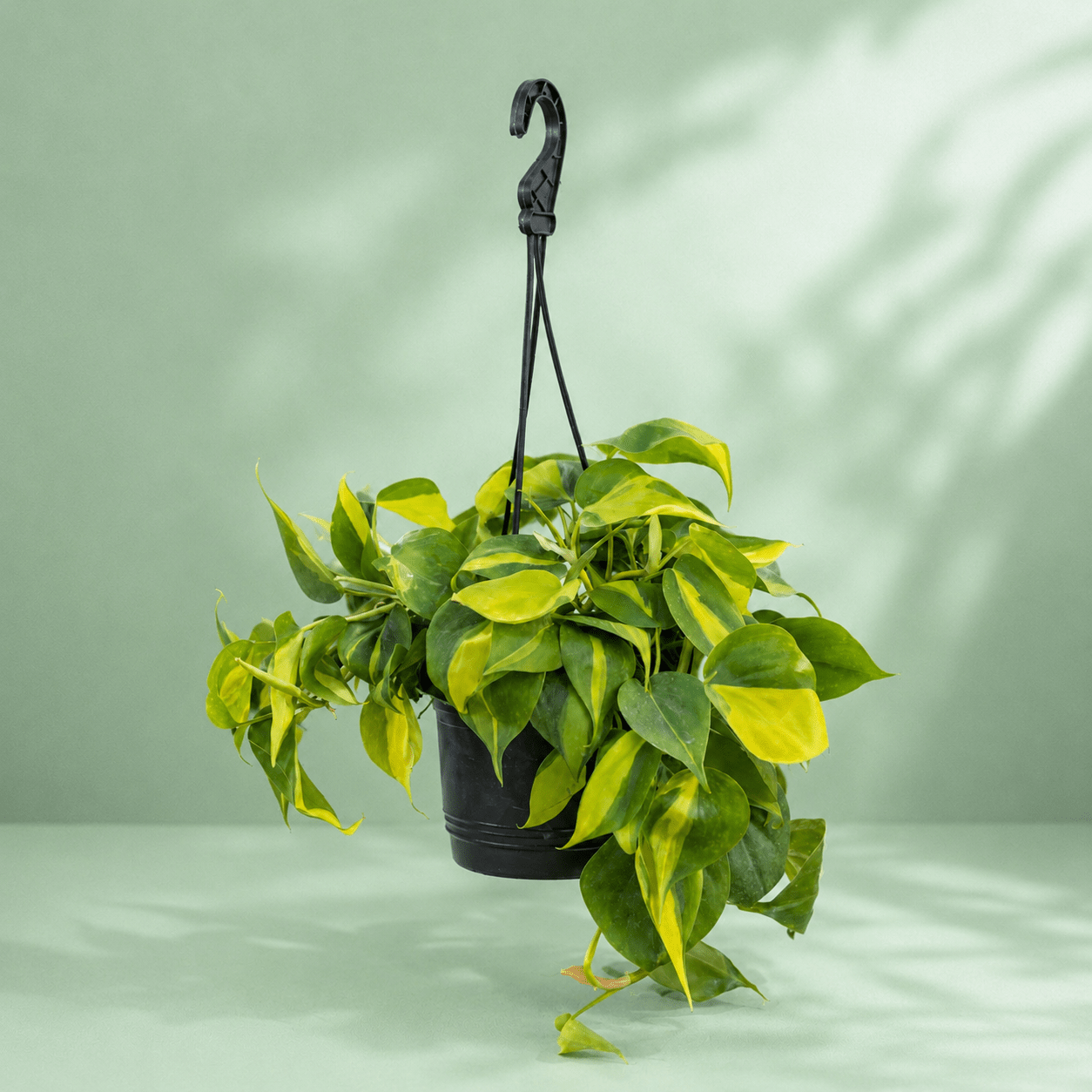 Heartleaf - سكاندس - Green Mist