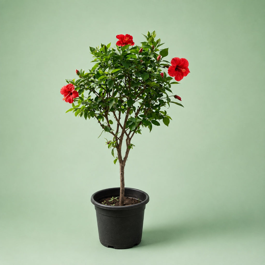 Hibiscus Standard - Green Mist