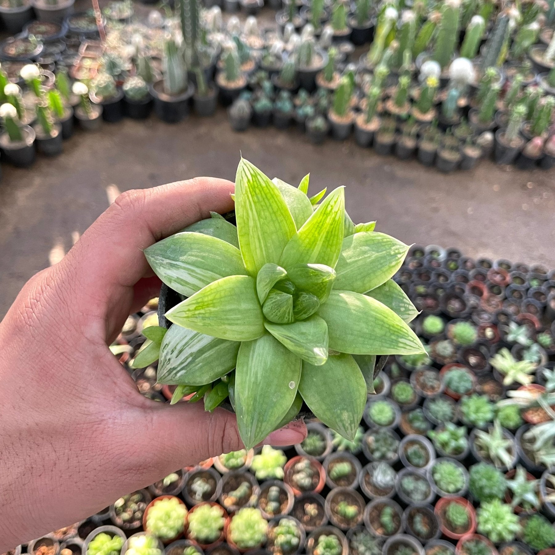 هوارثيا مائية - Green Mist