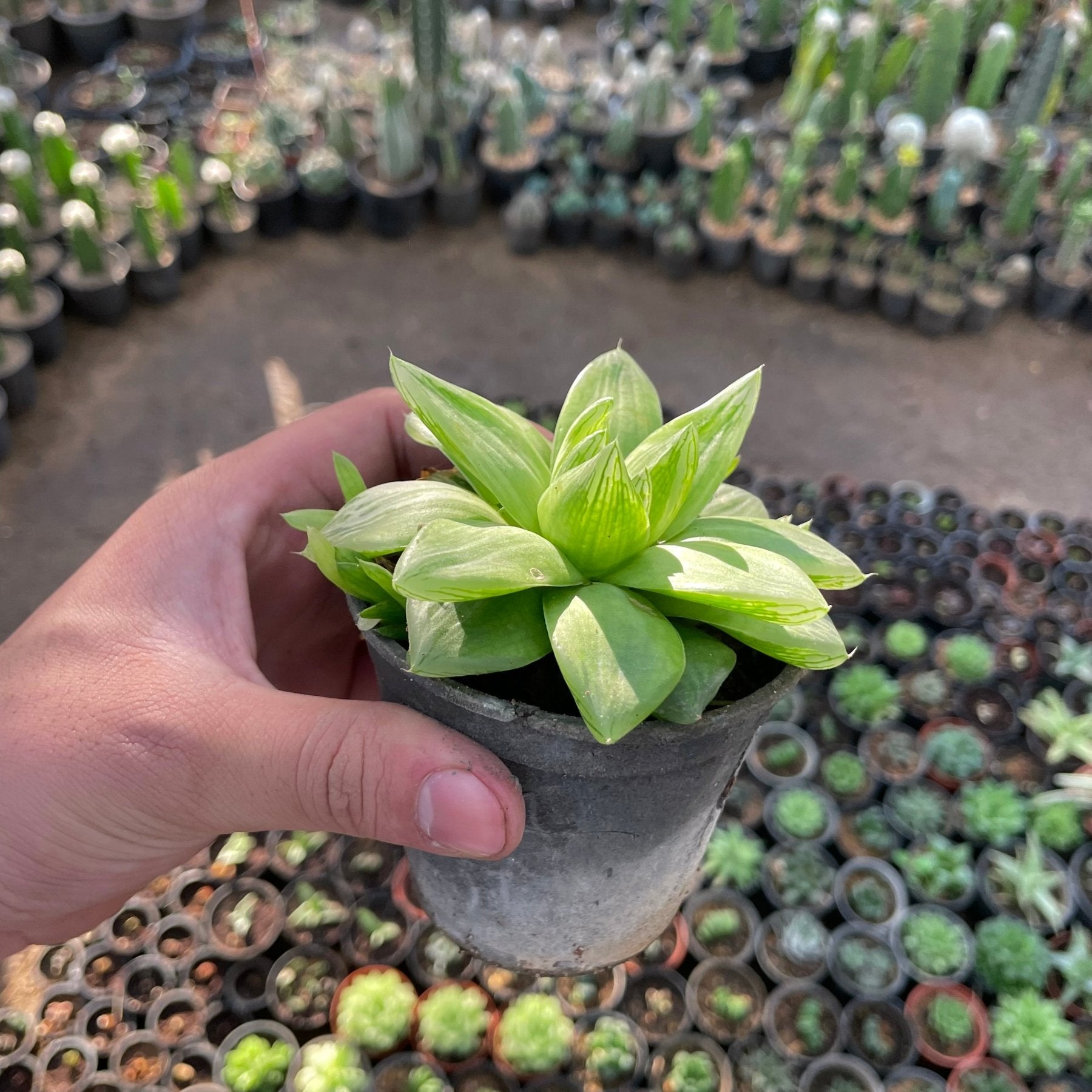 هوارثيا مائية - Green Mist