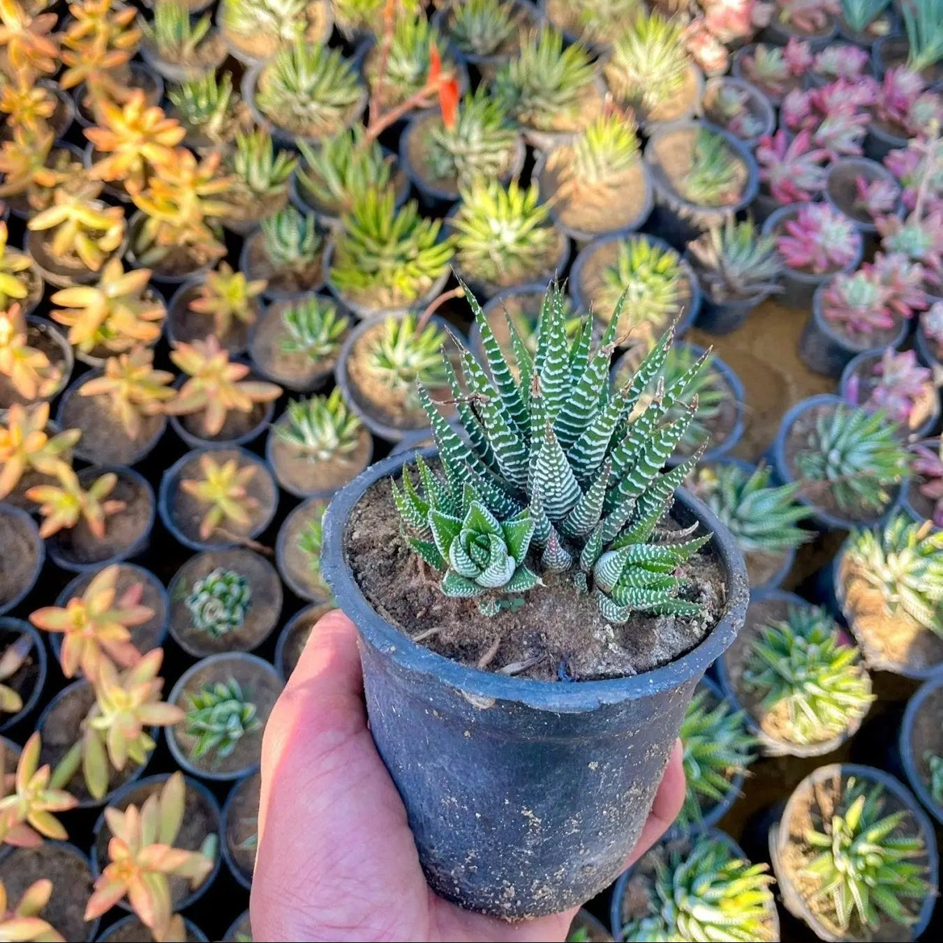 هوارثيا زيبرا - Green Mist