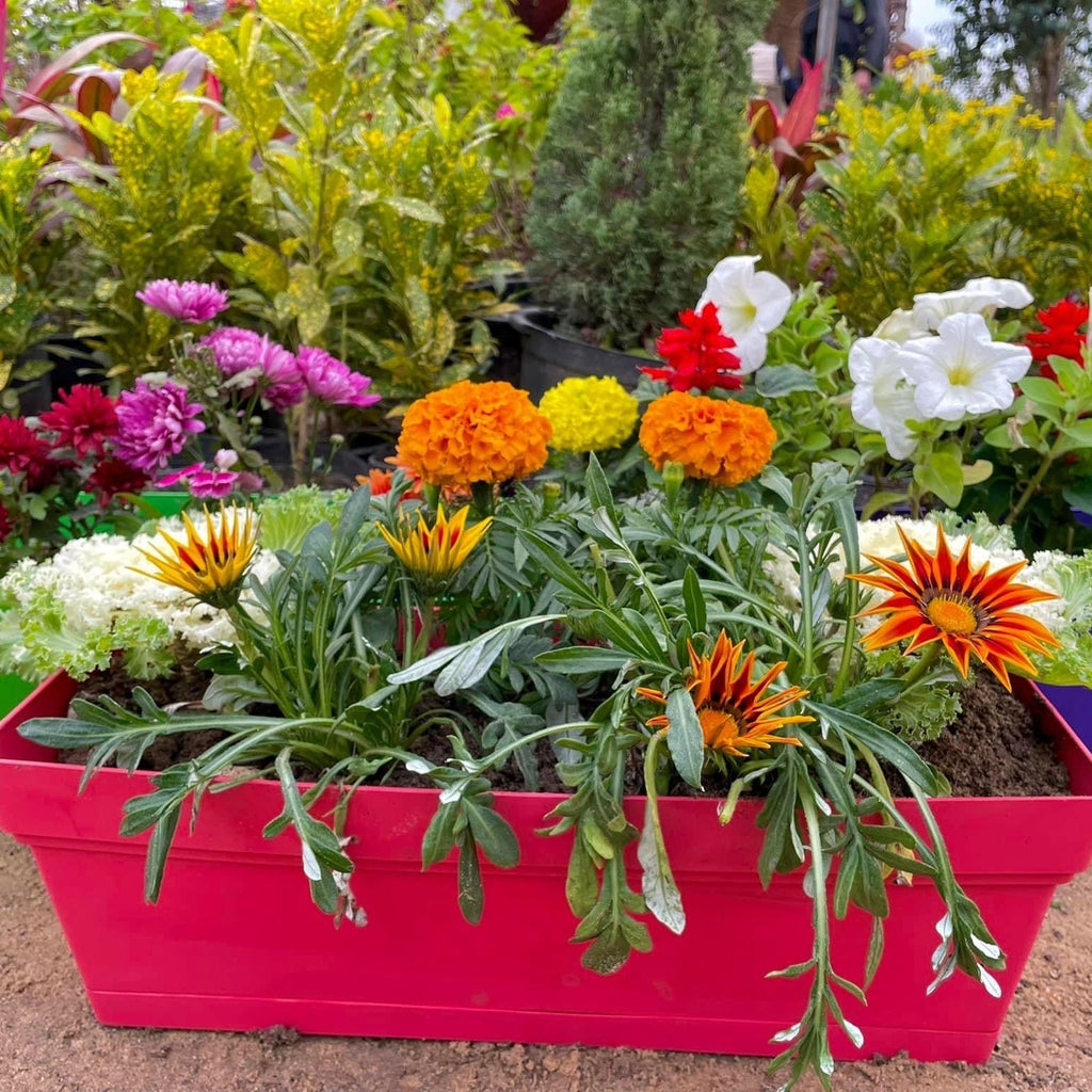 حوض زهور شتوية - Green Mist