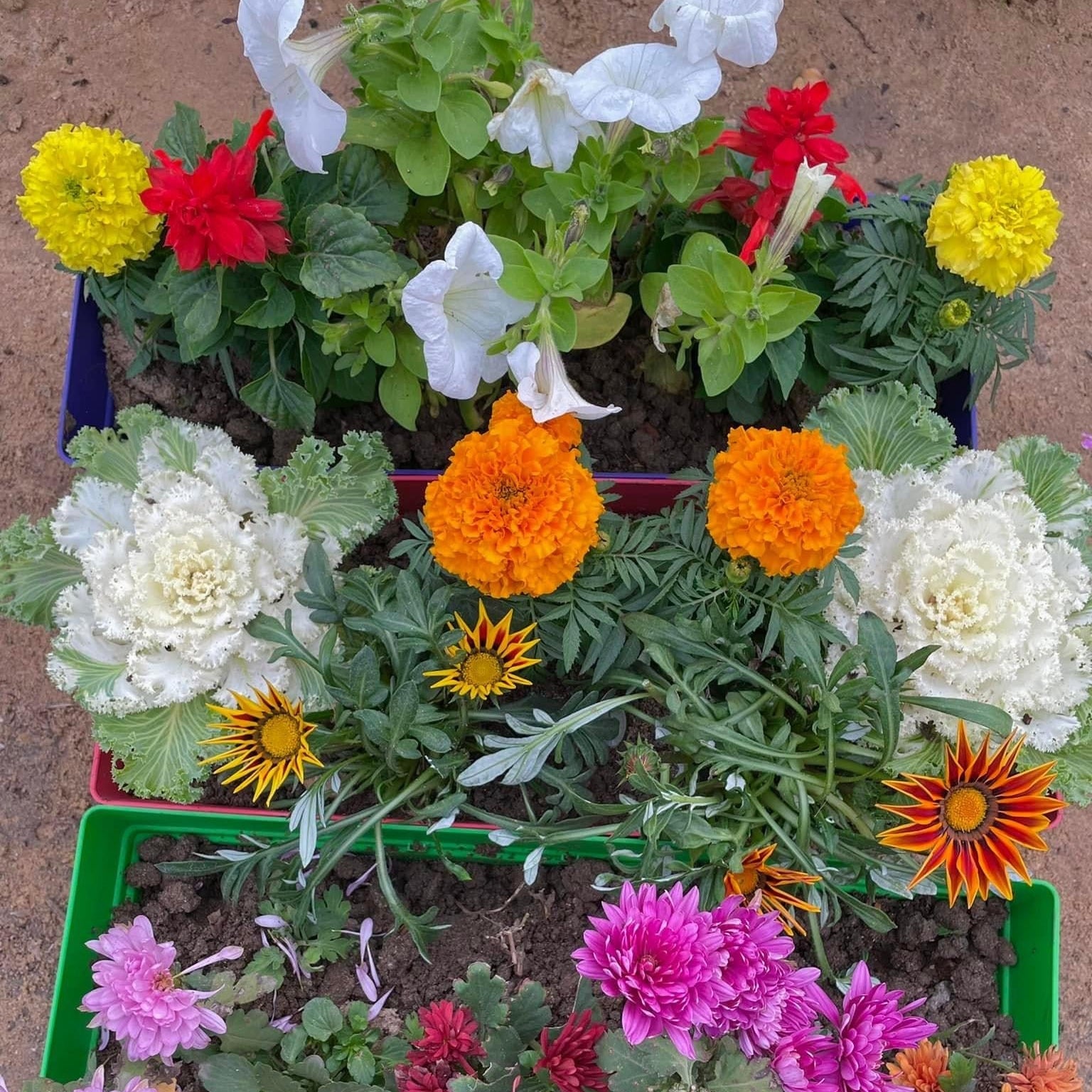 حوض زهور شتوية - Green Mist