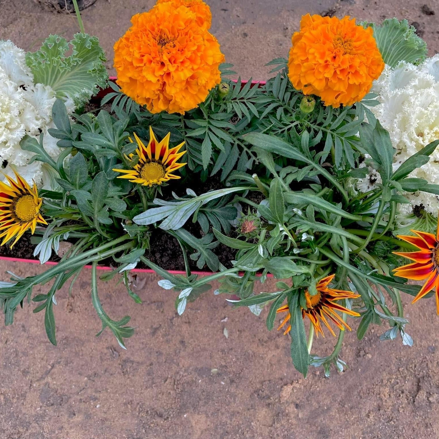 حوض زهور شتوية - Green Mist