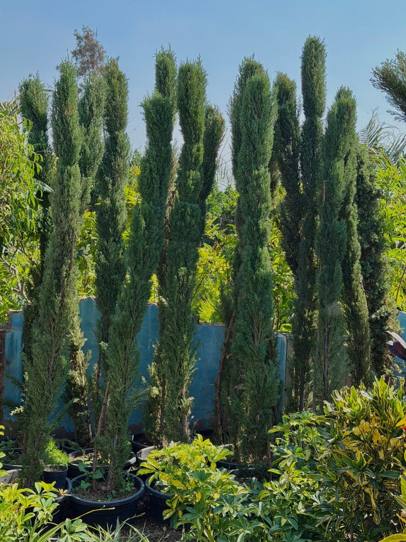 Italian Cypress - Green Mist