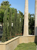 Italian Cypress - Green Mist