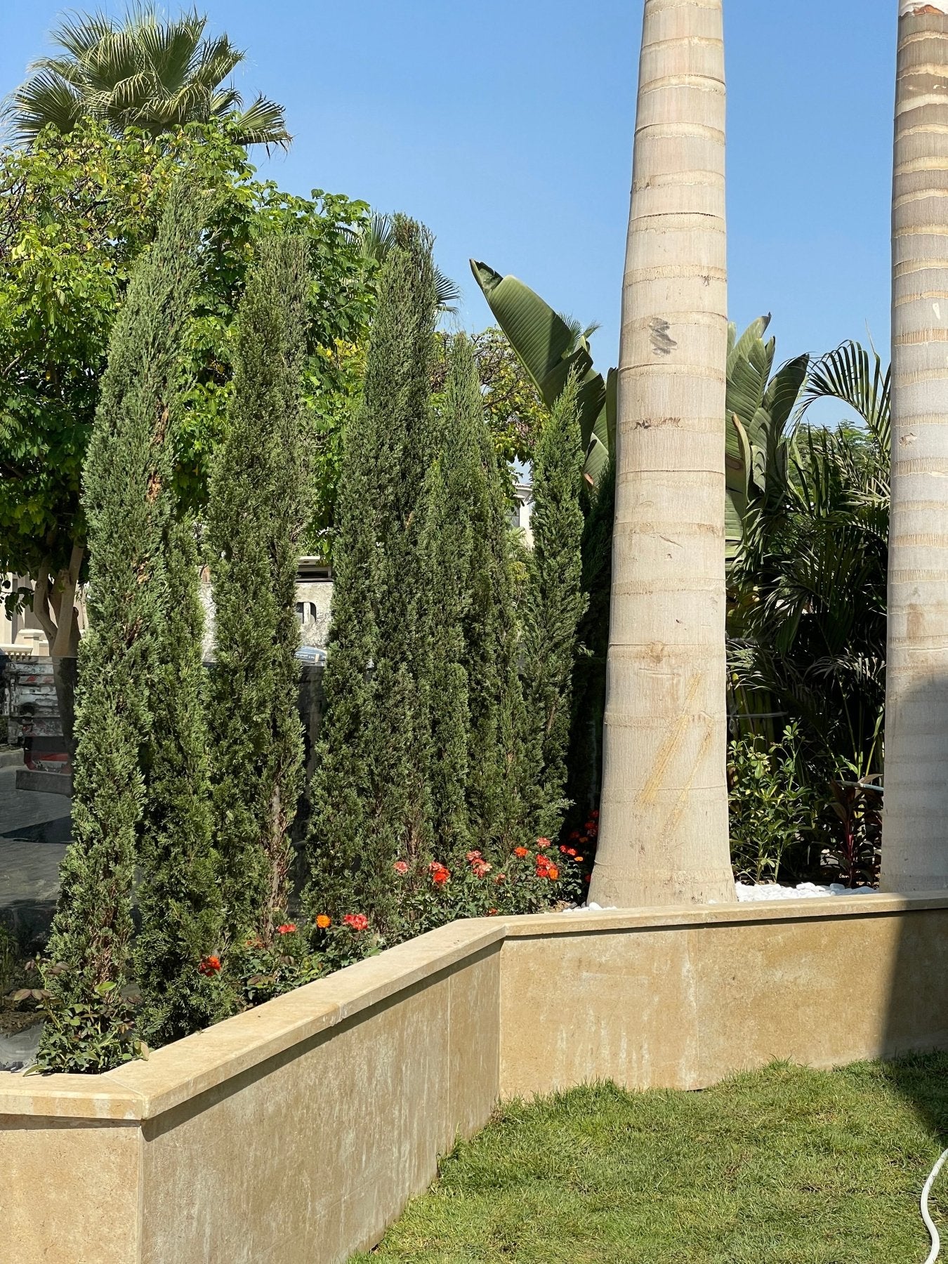 Italian Cypress - Green Mist