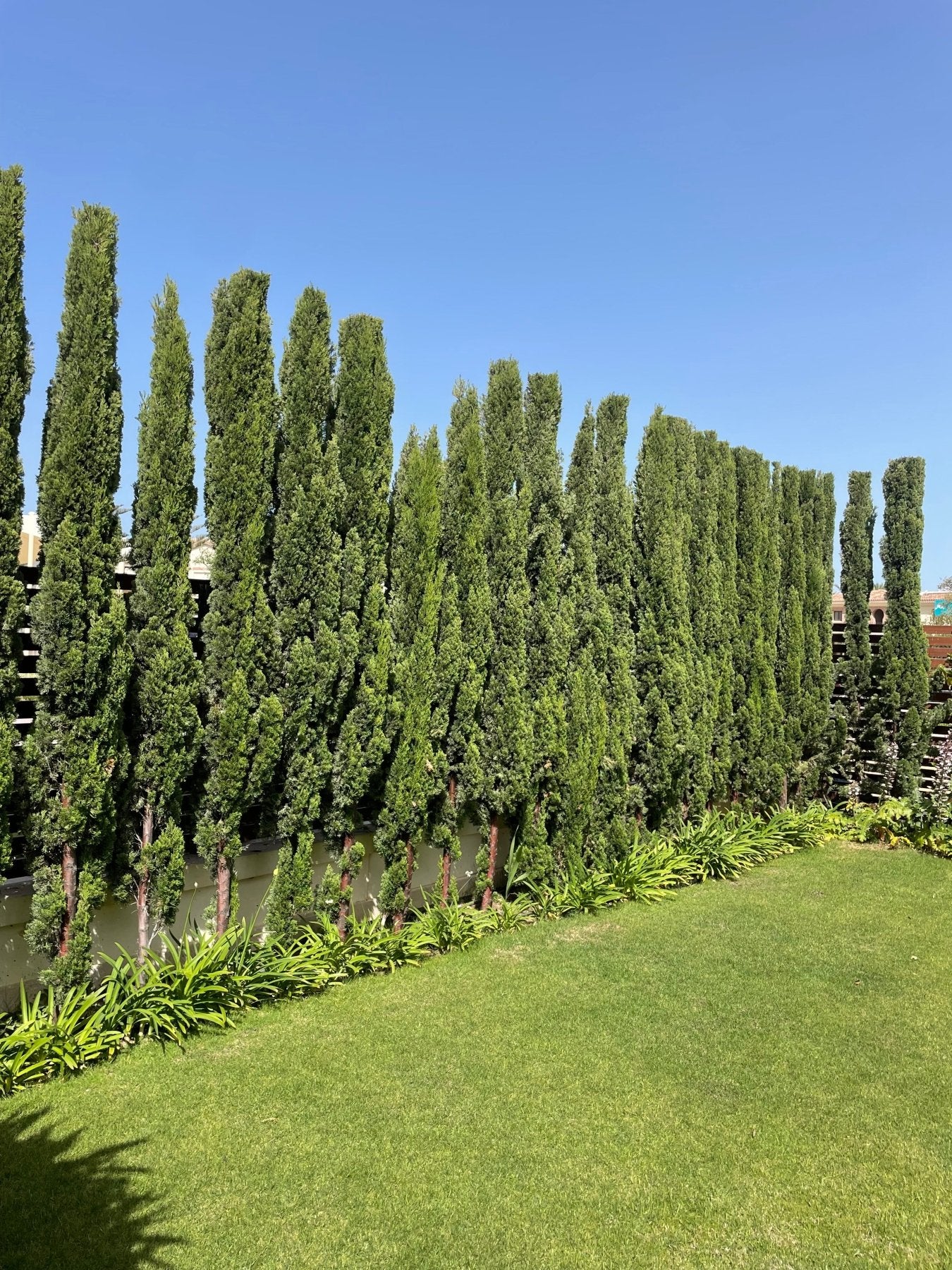 Italian Cypress - Green Mist