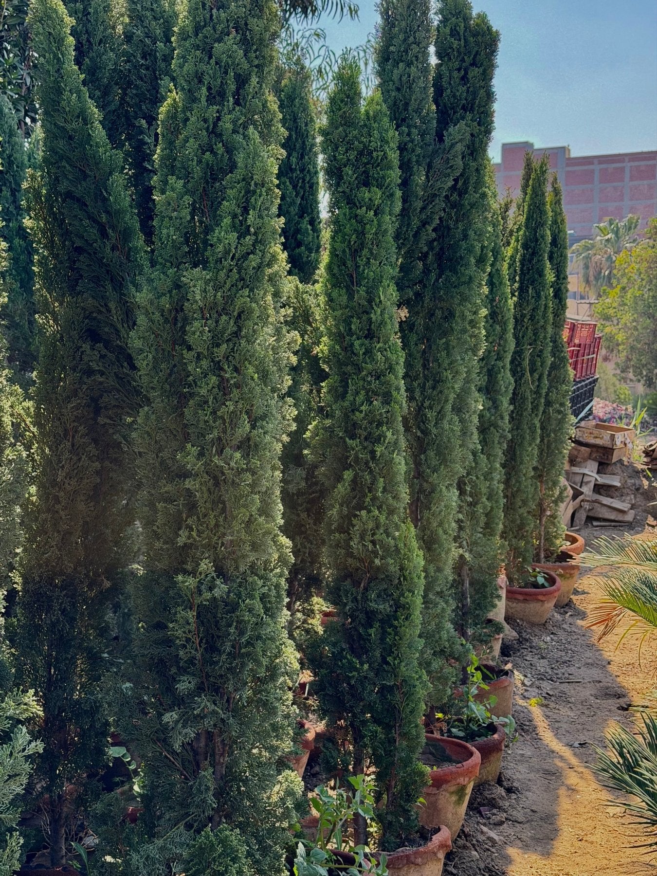Italian Cypress - Green Mist