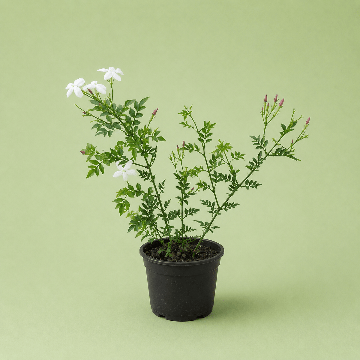 Jasmine - ياسمين بلدي - Green Mist