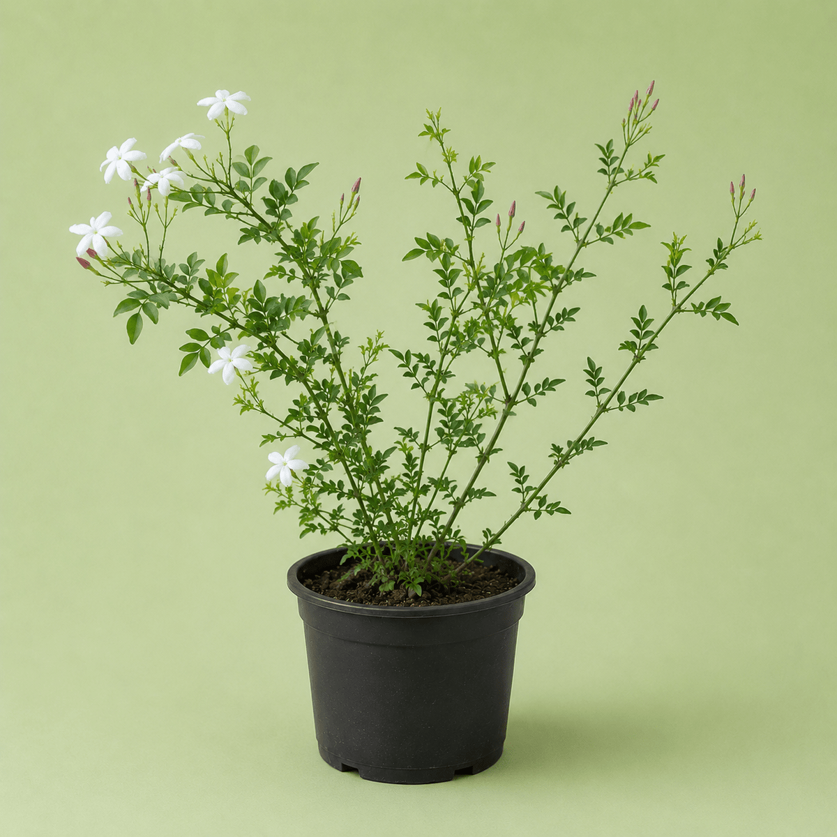 Jasmine - ياسمين بلدي - Green Mist