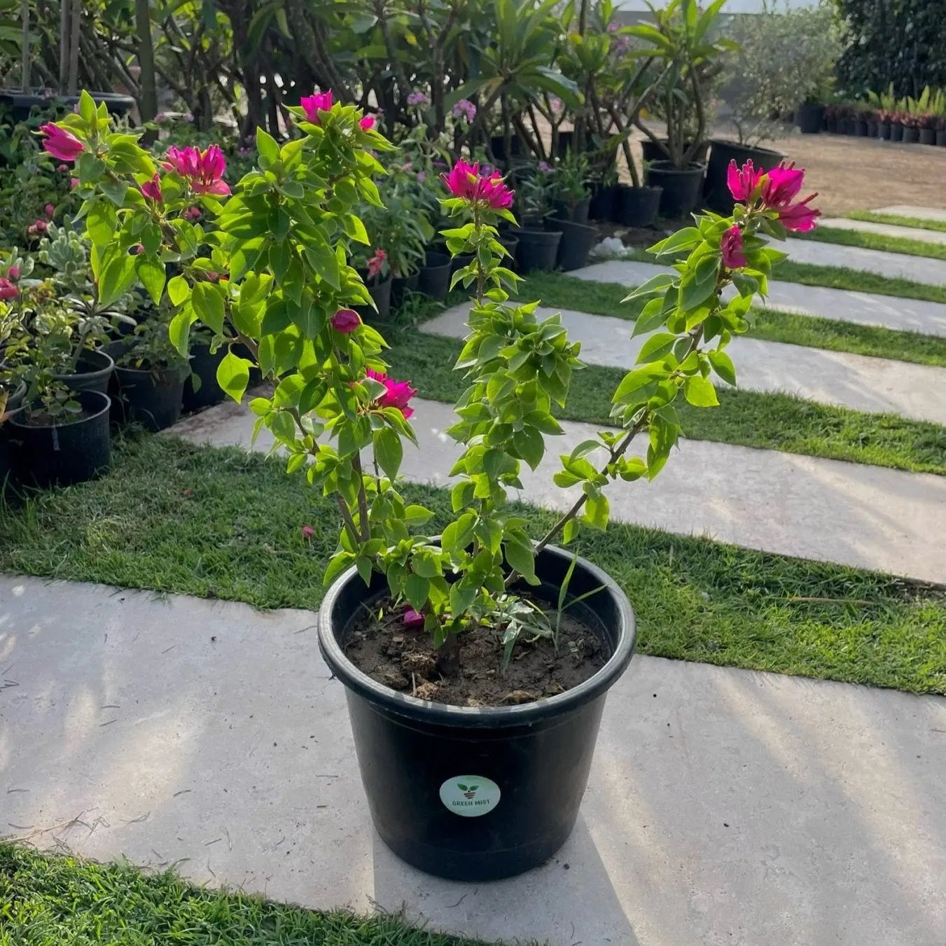 جهنمية كومباكتا - Green Mist