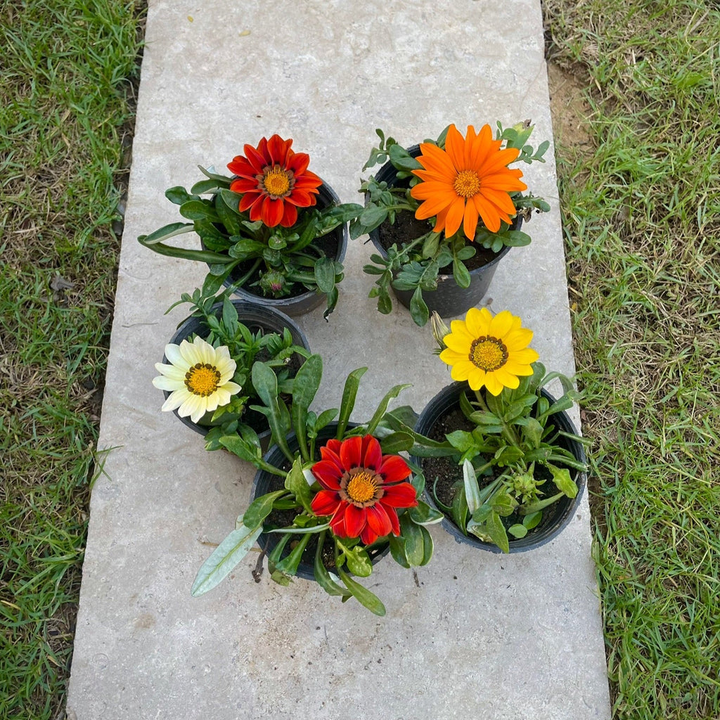 جزانيا - Green Mist