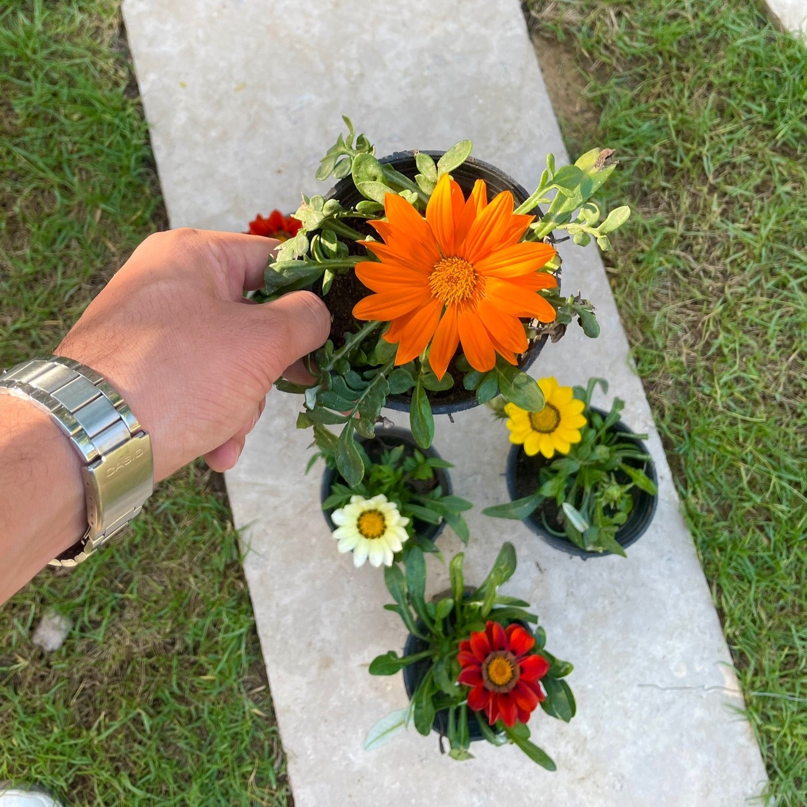 جزانيا - Green Mist