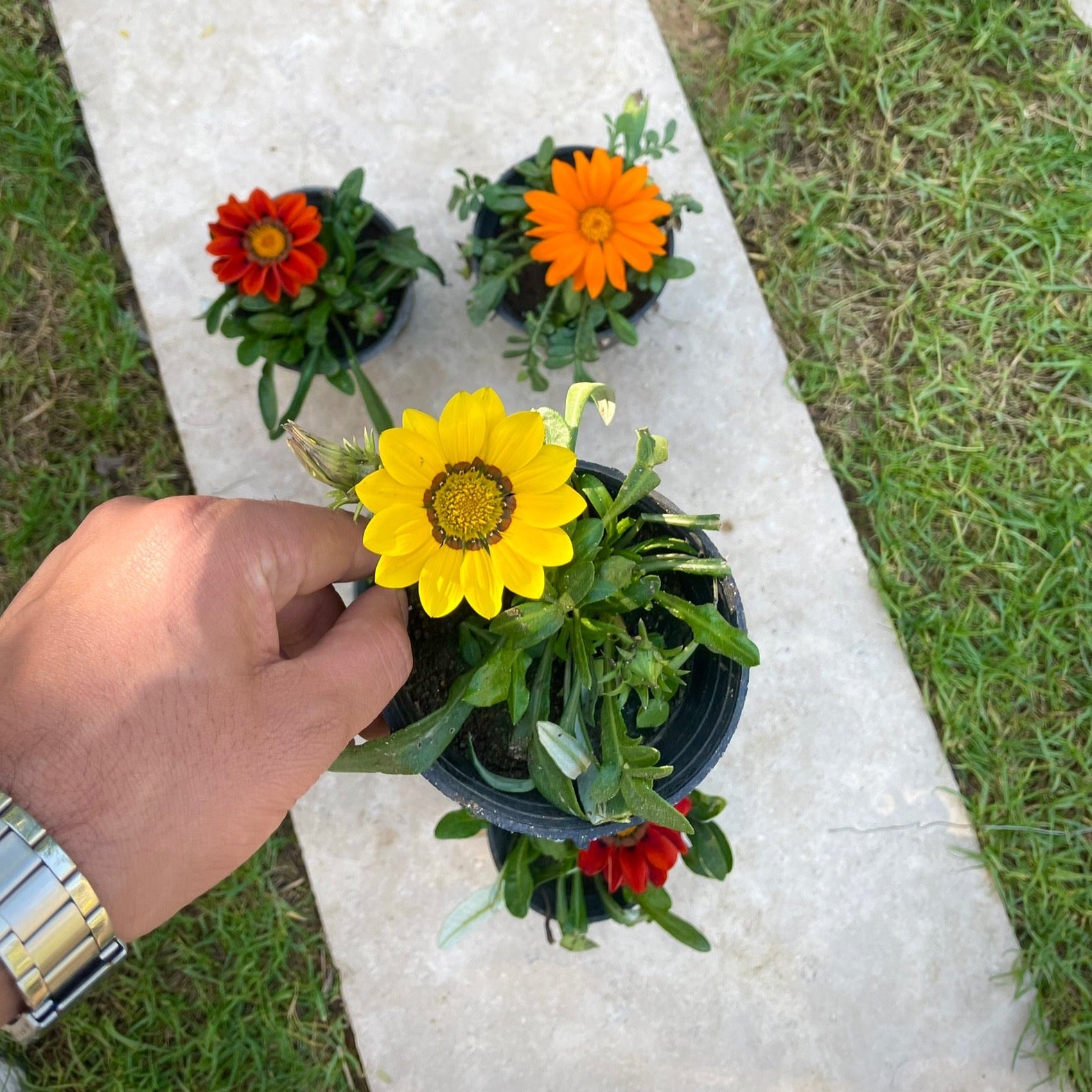 جزانيا - Green Mist