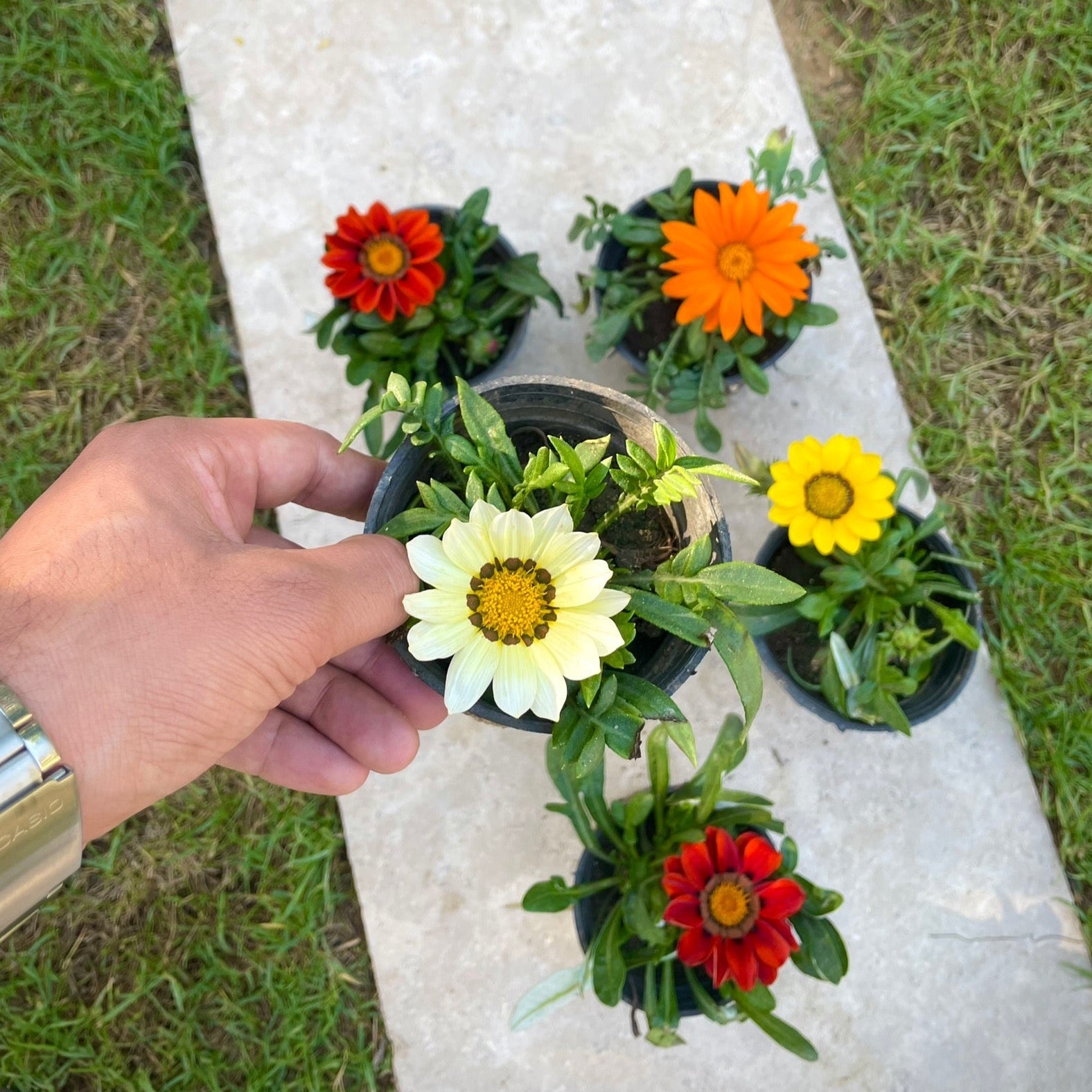 جزانيا - Green Mist