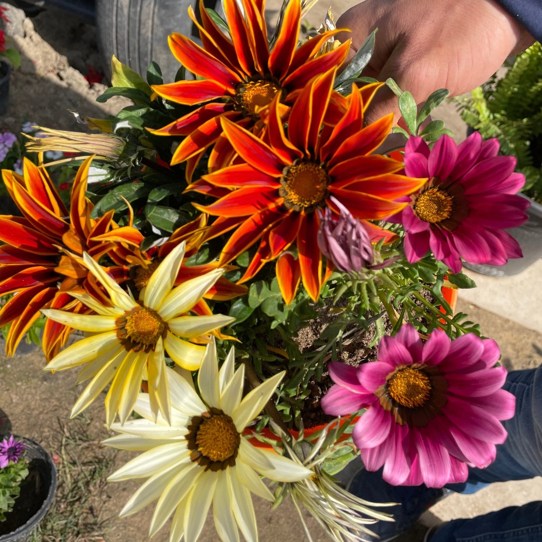 جزانيا - Green Mist