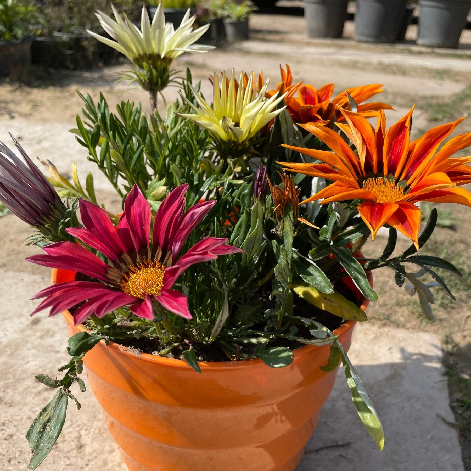 جزانيا - Green Mist