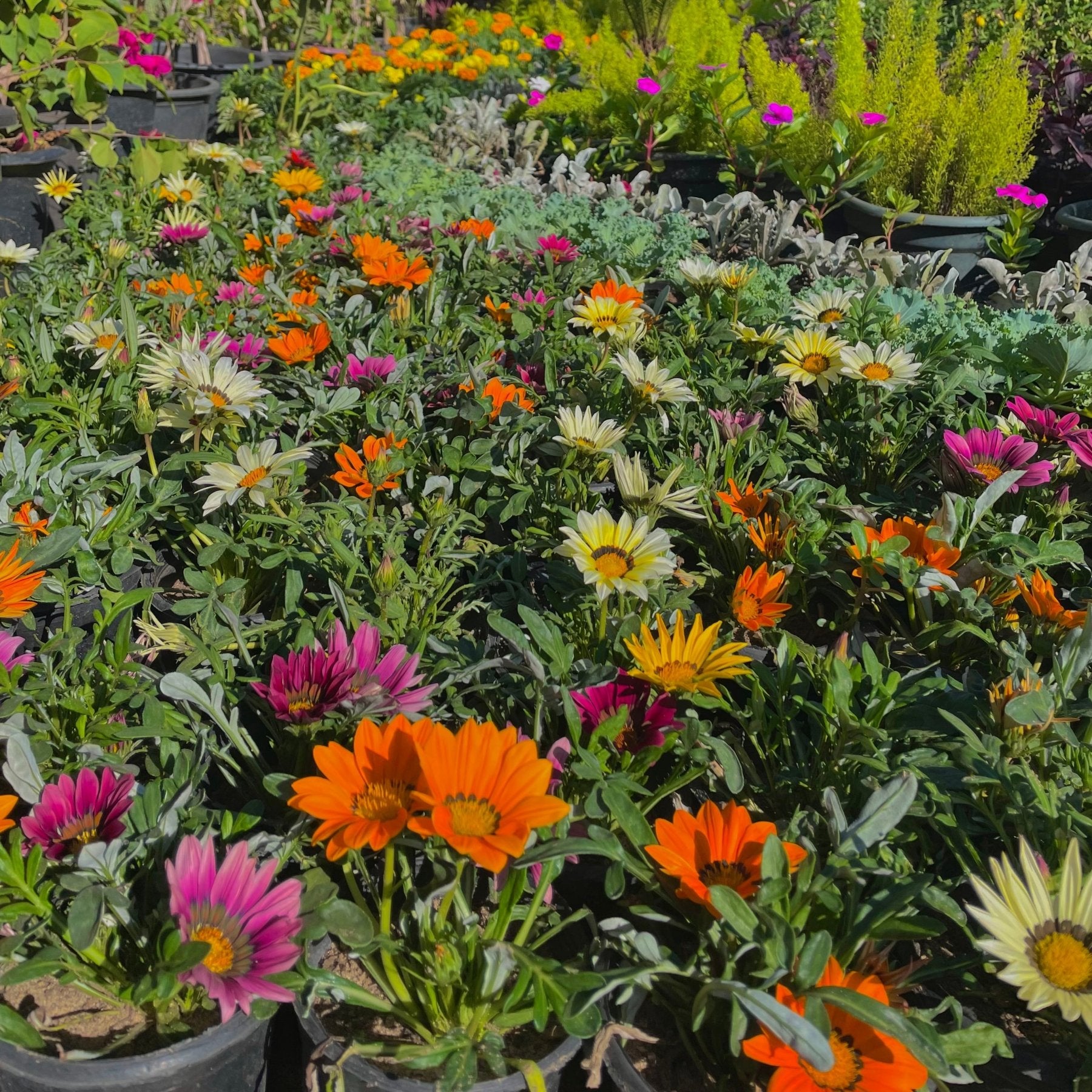 جزانيا - Green Mist