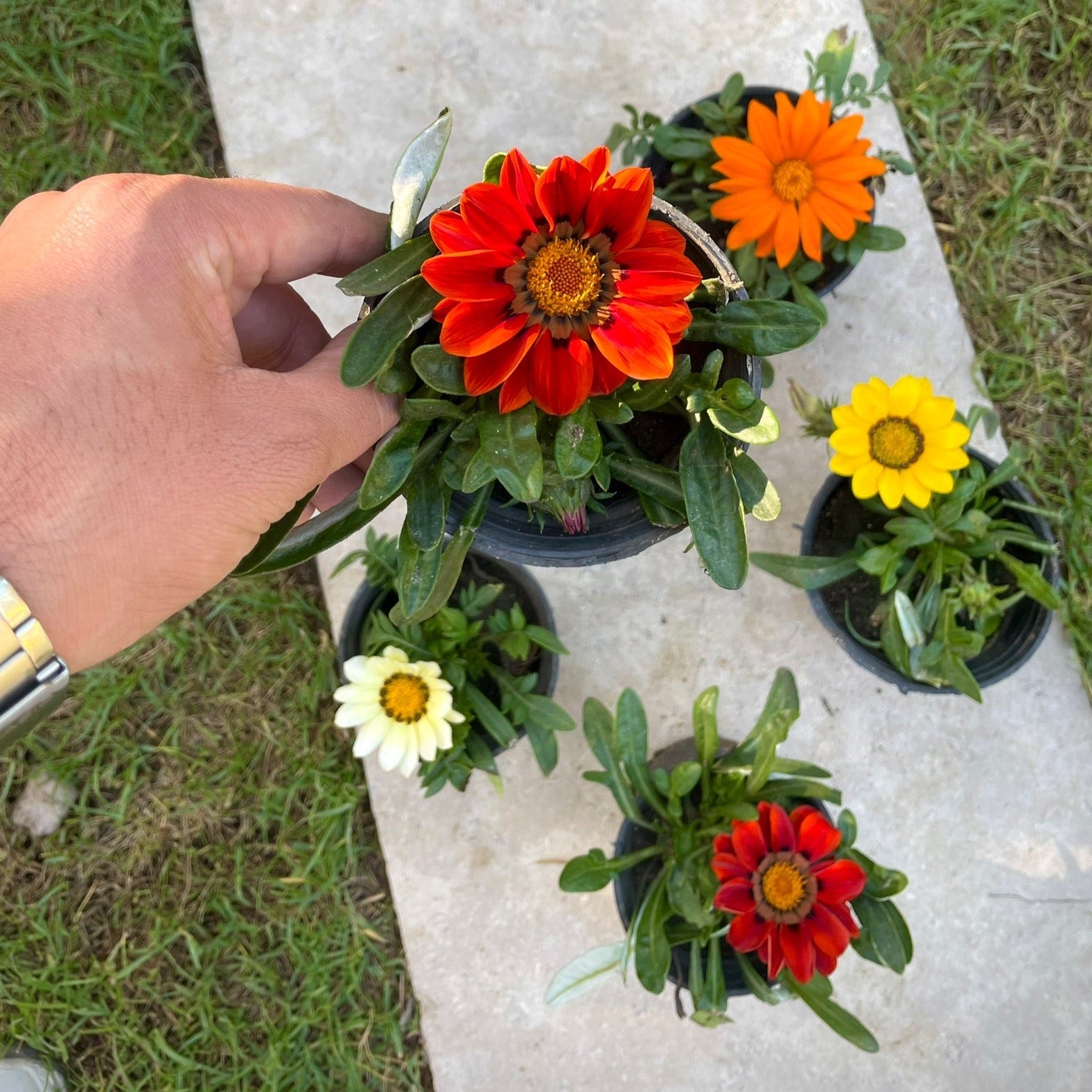 جزانيا - Green Mist