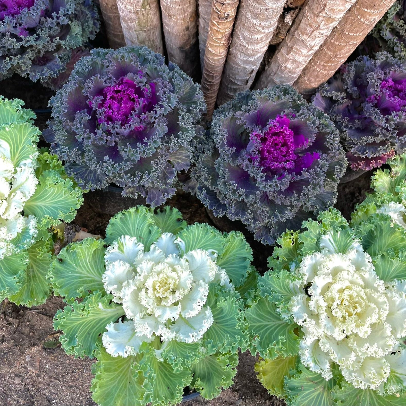 كرنب زهور - Green Mist