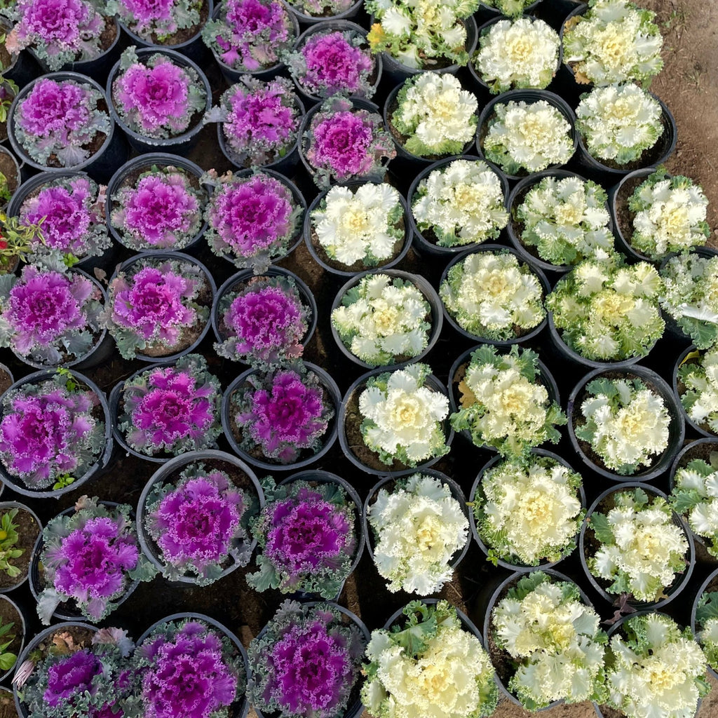 كرنب زهور - Green Mist