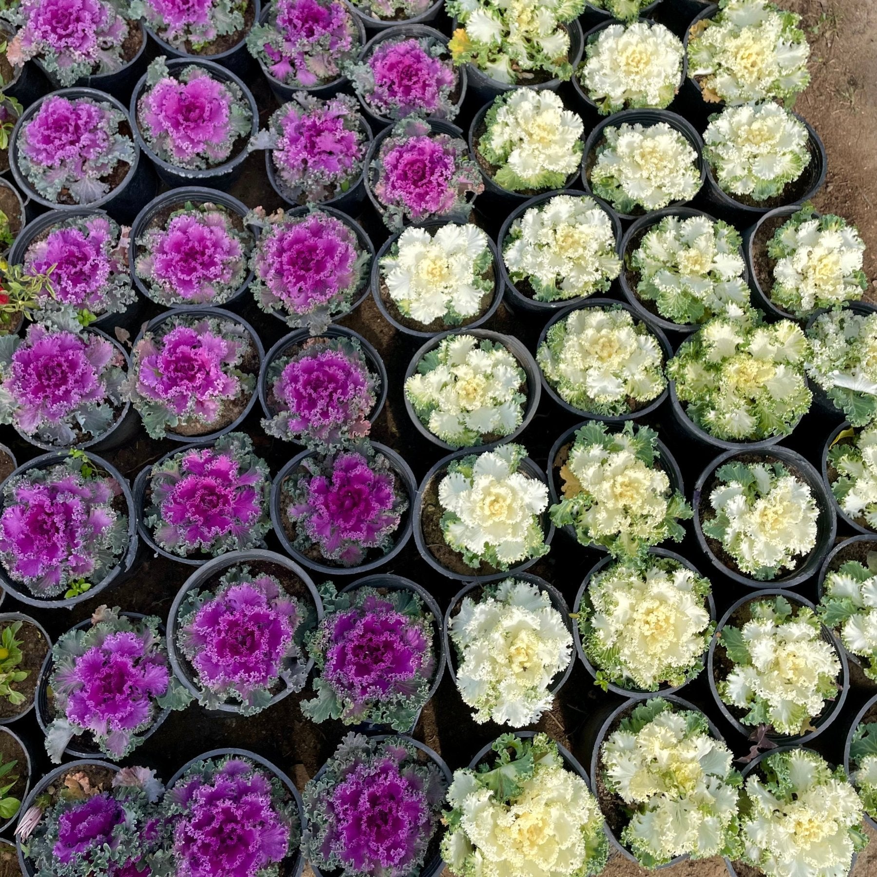 كرنب زهور - Green Mist