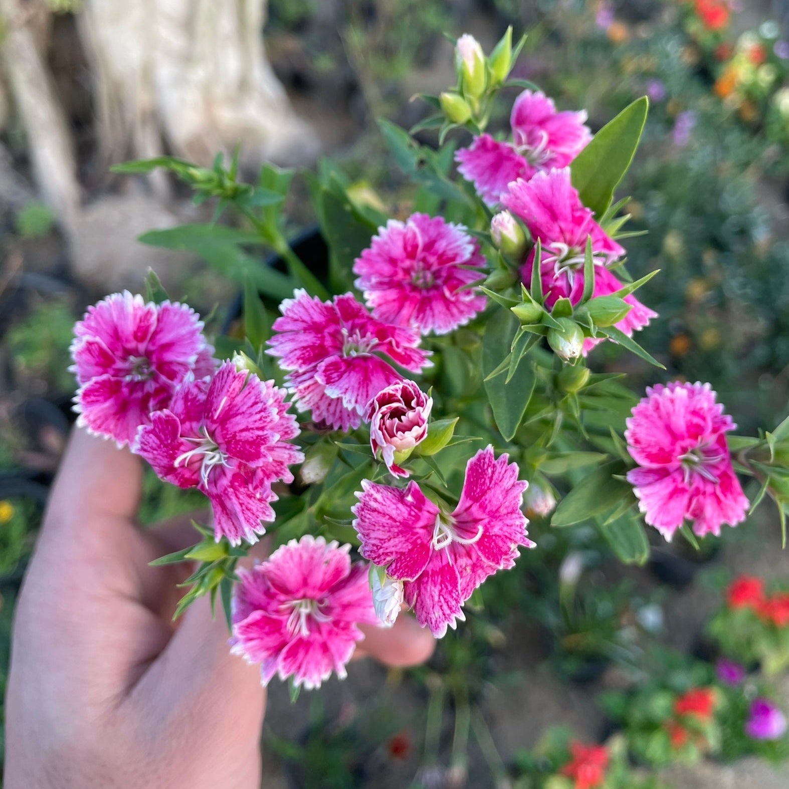 قرنفل صيني - Green Mist