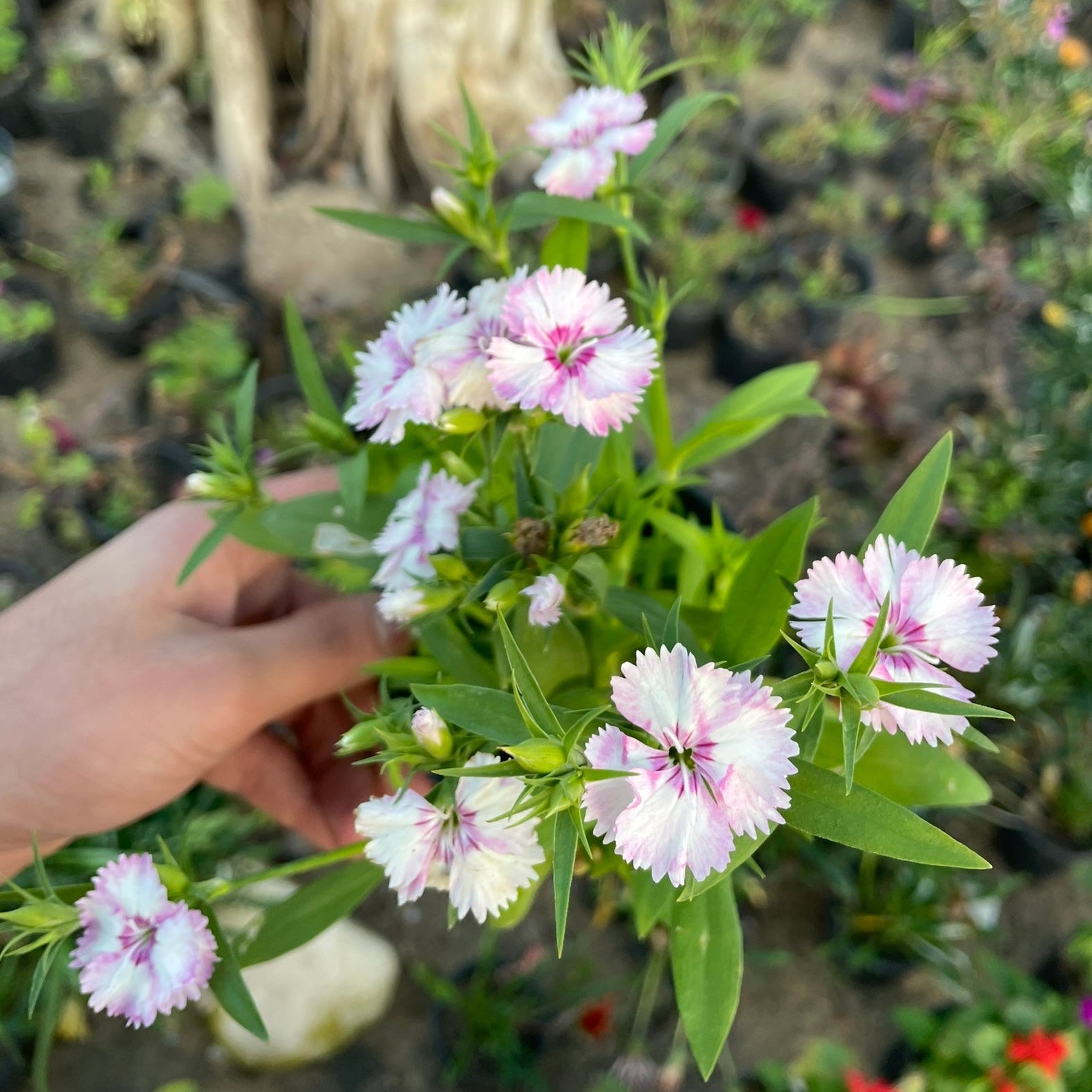 قرنفل صيني - Green Mist