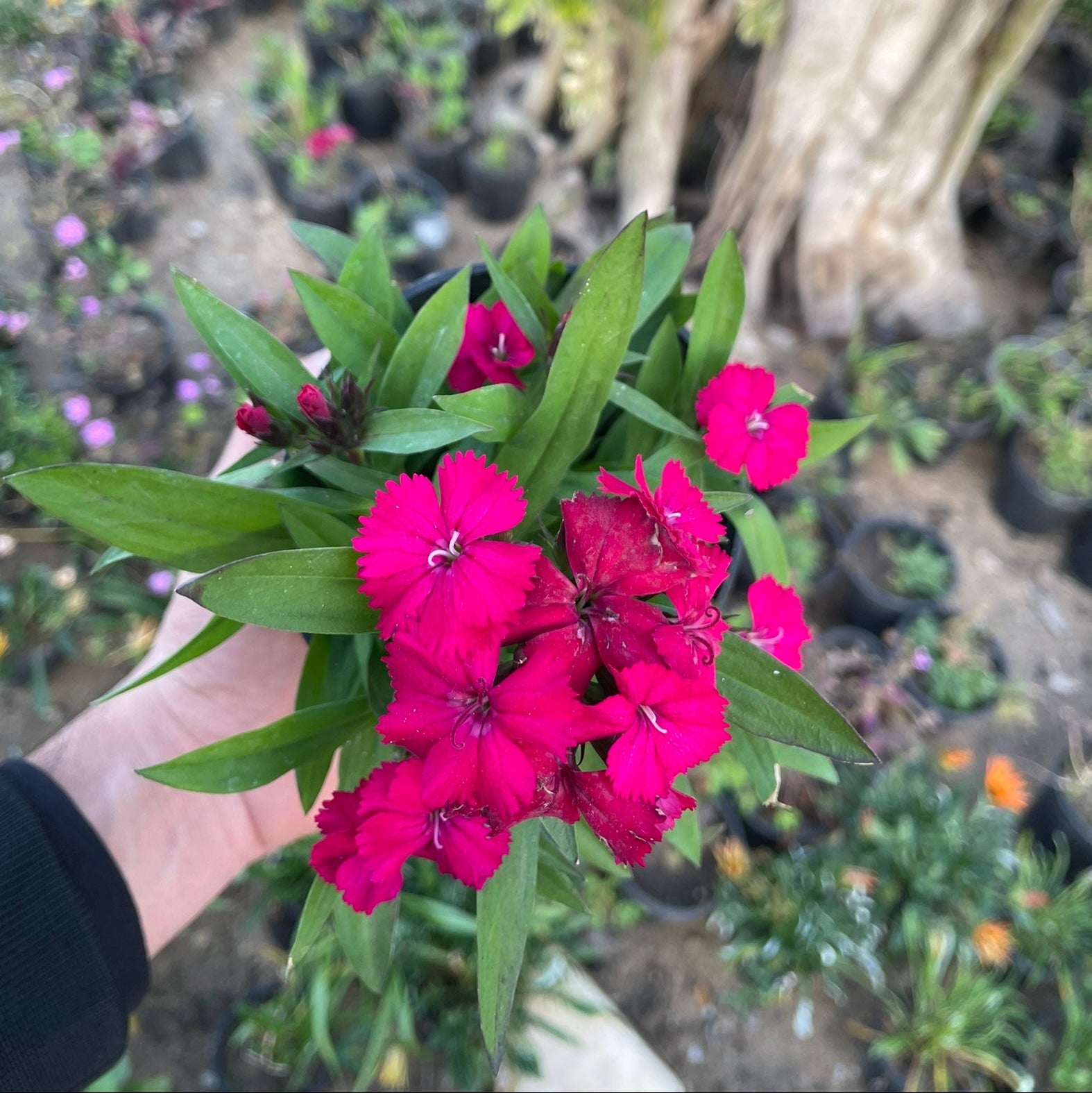 قرنفل صيني - Green Mist