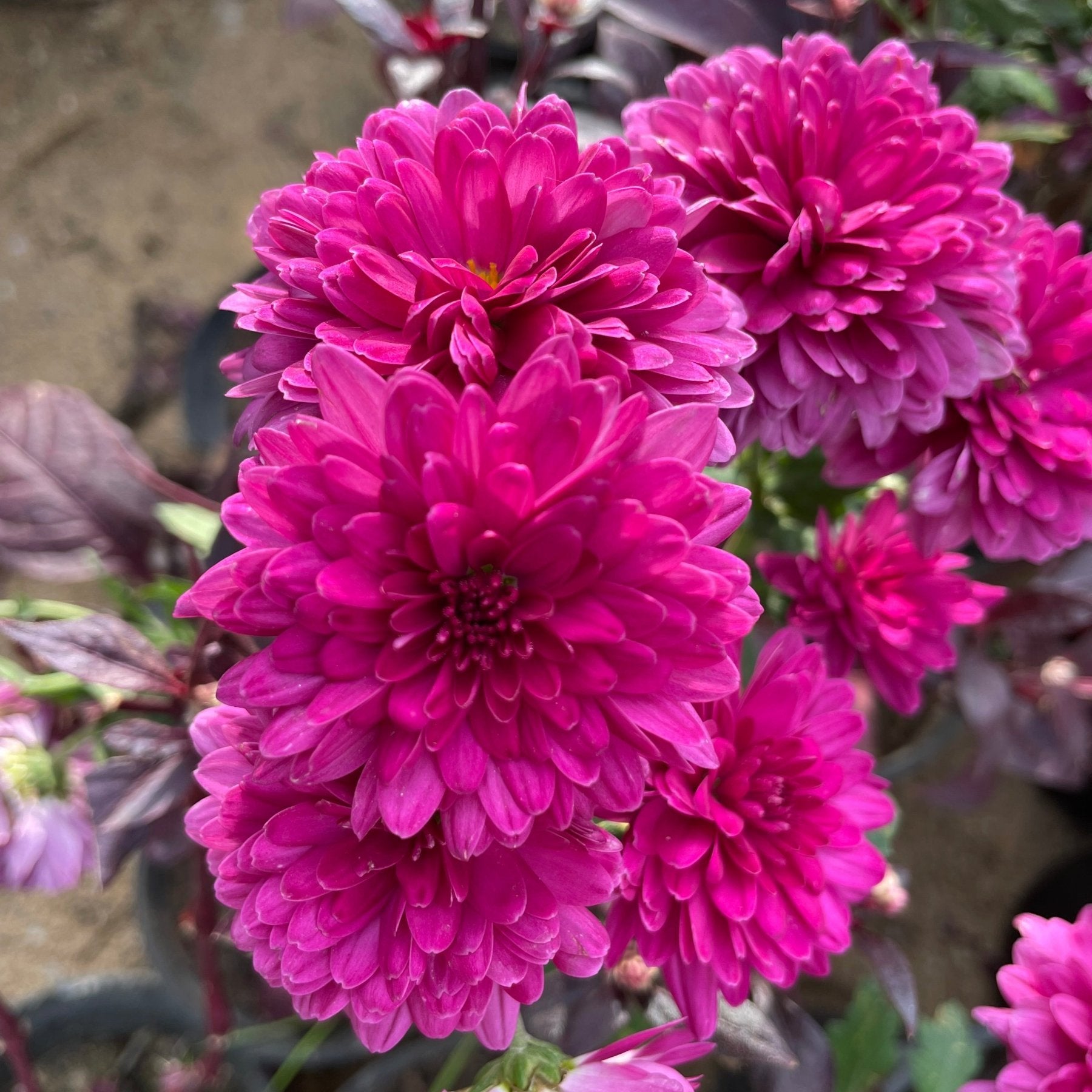 كيرزانثيام - Green Mist