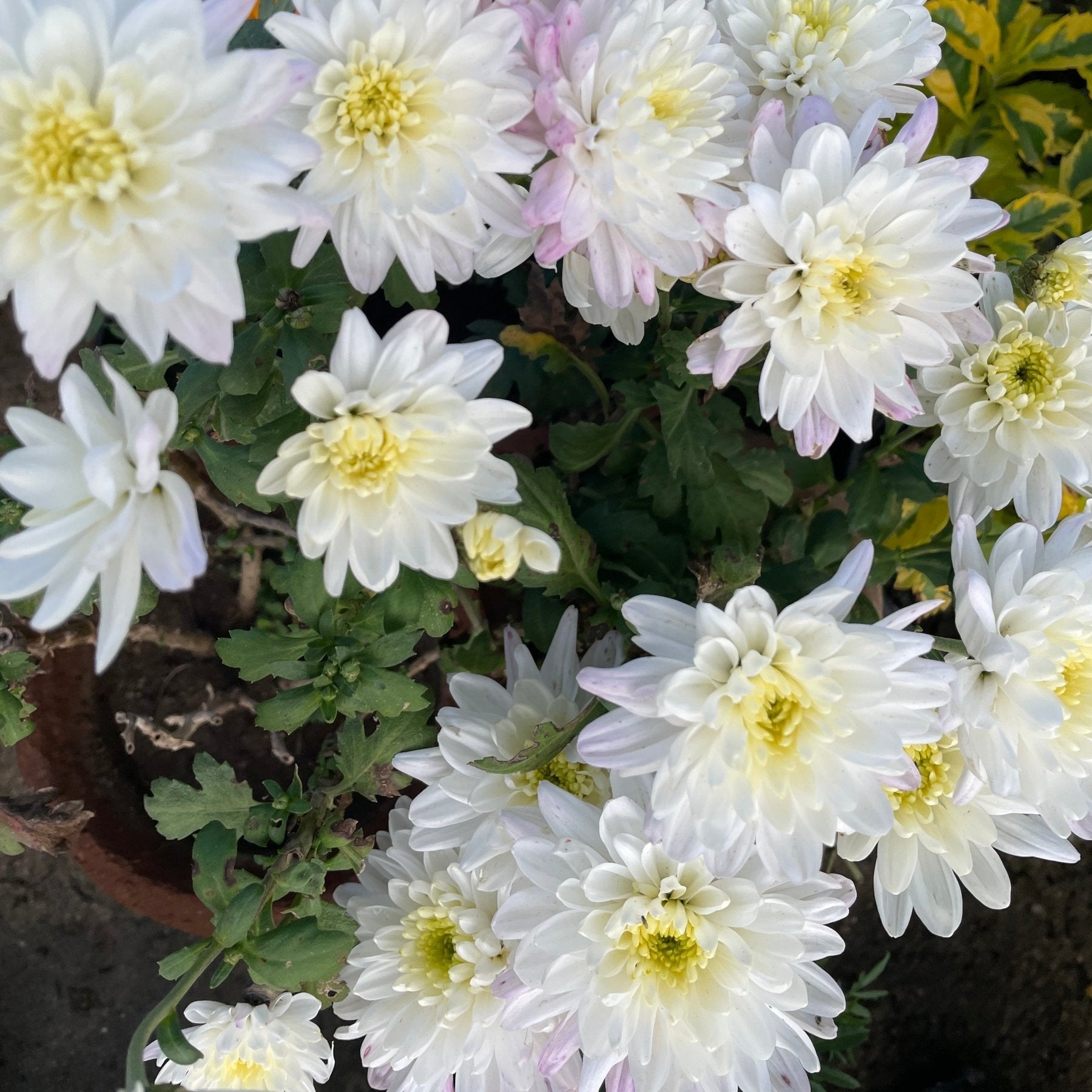 كيرزانثيام - Green Mist