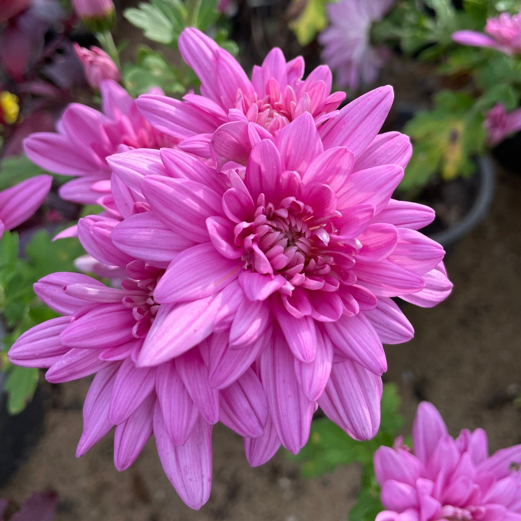 كيرزانثيام - Green Mist