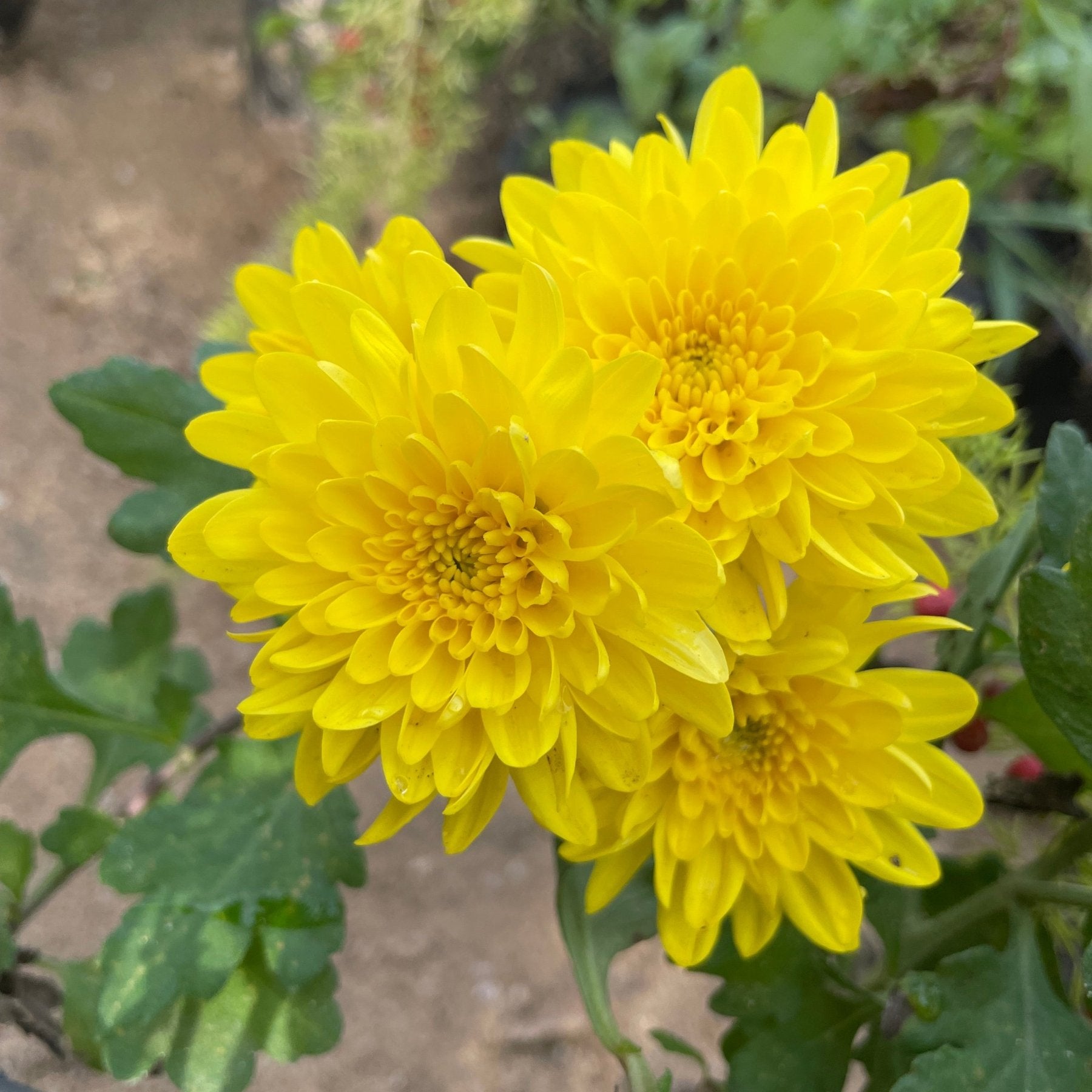 كيرزانثيام - Green Mist