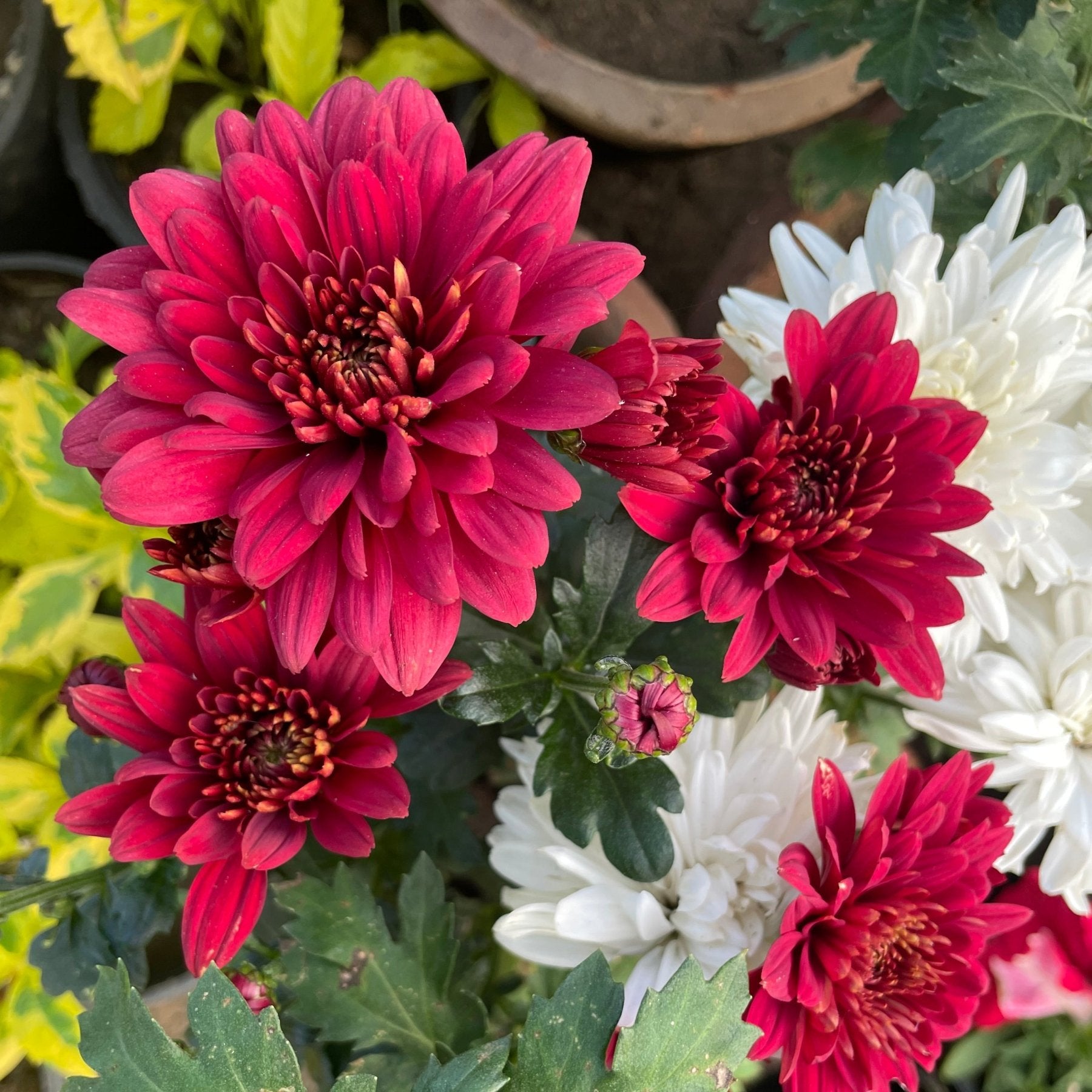 كيرزانثيام - Green Mist