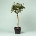 Lantana umbrella form