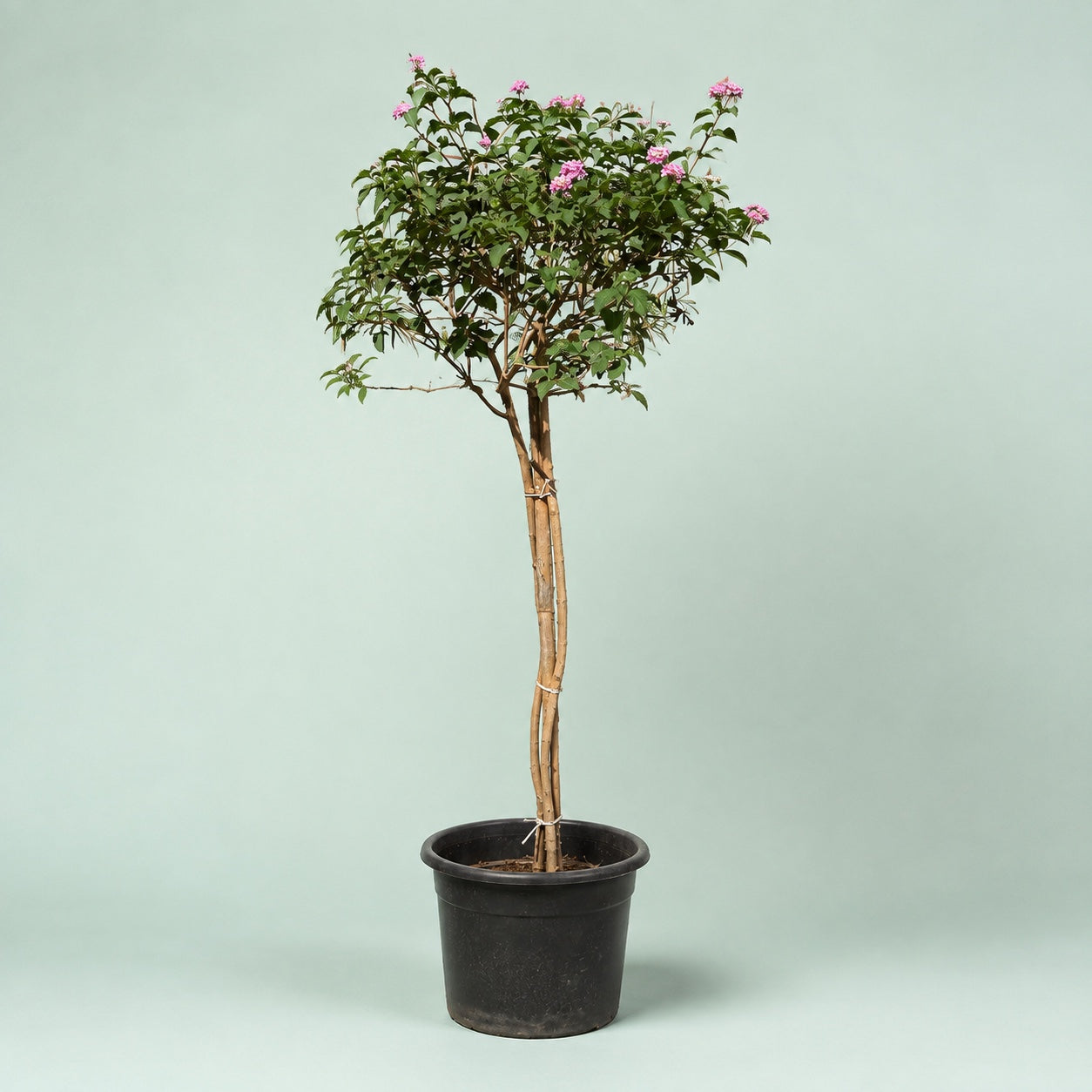 Lantana umbrella form