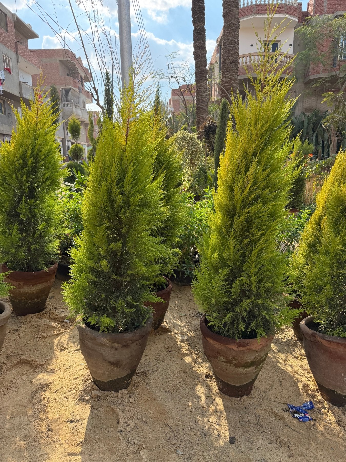 Lemon Cypress - Green Mist