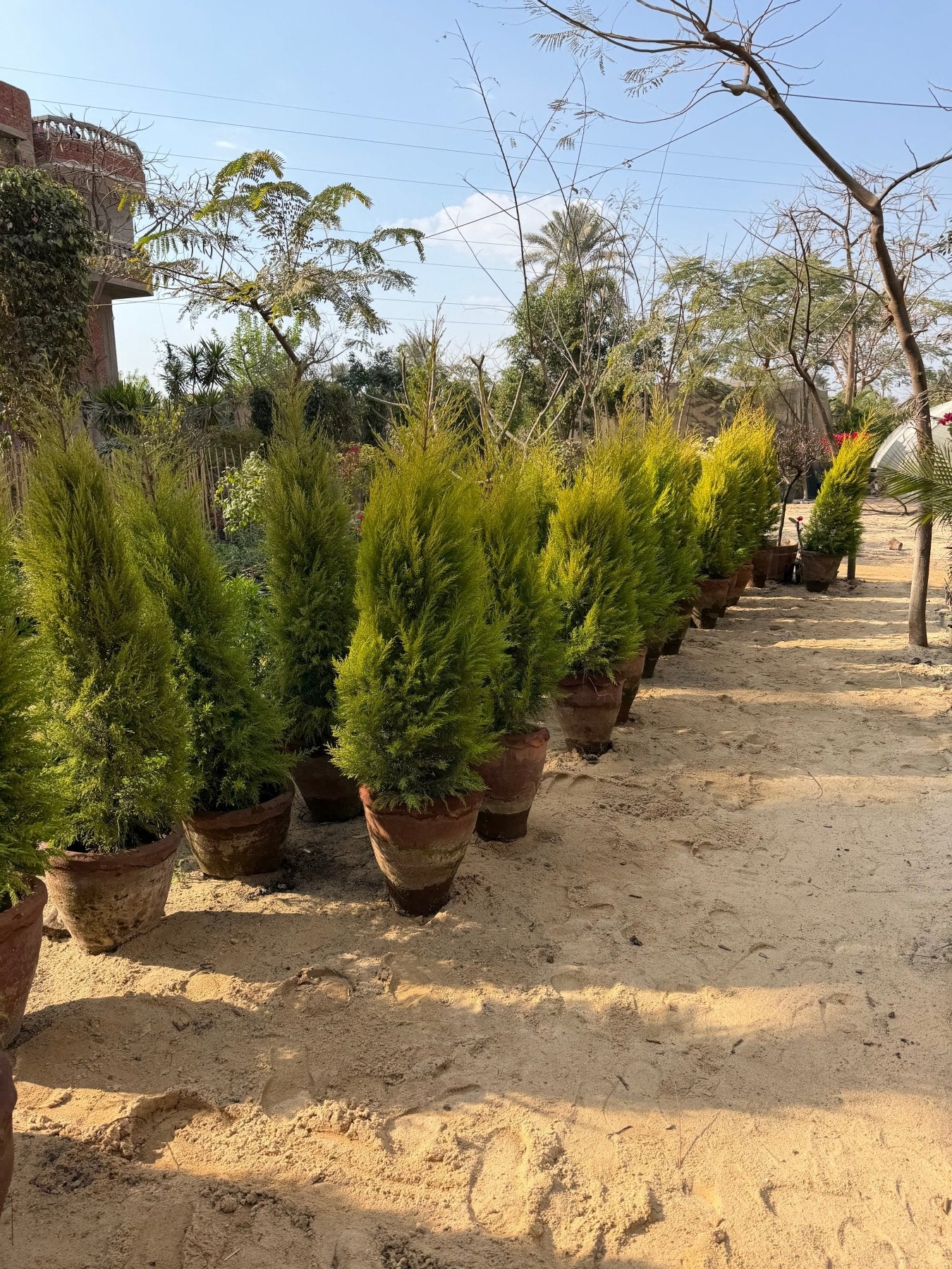 Lemon Cypress - Green Mist