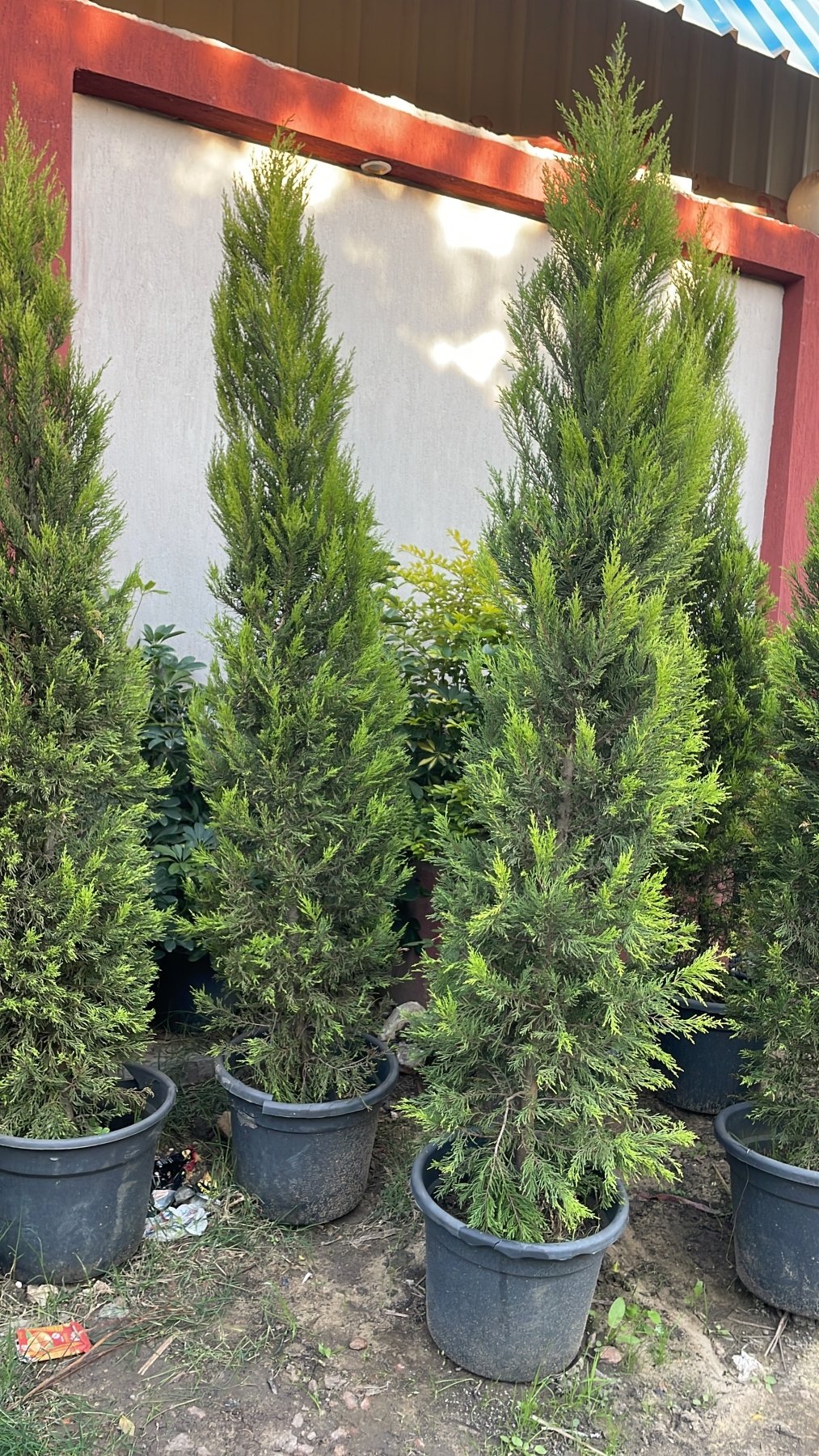 Lemon Cypress - Green Mist