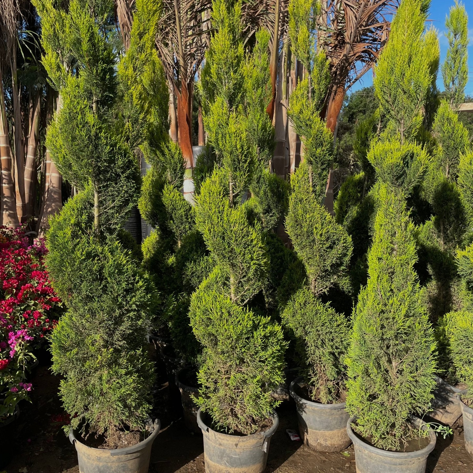 Lemon Cypress - Green Mist