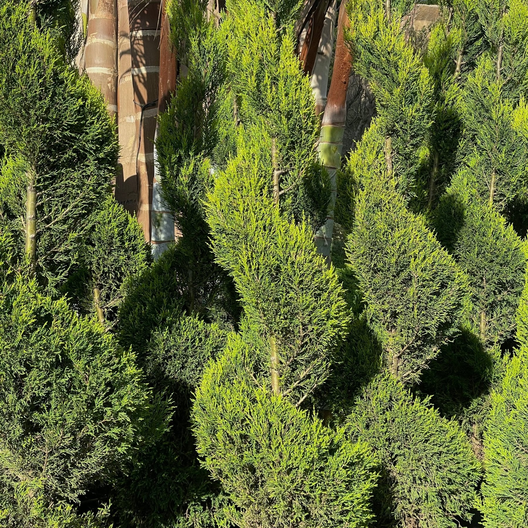 Lemon Cypress - Green Mist