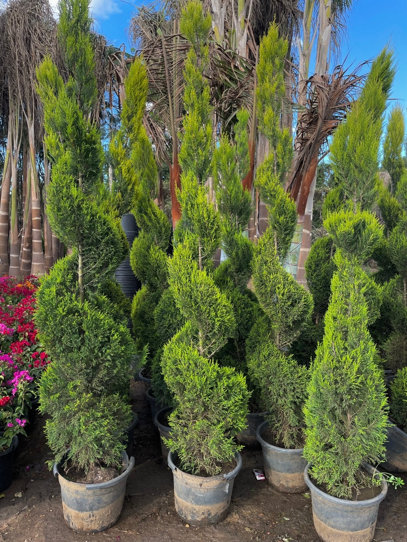Lemon Cypress - Green Mist